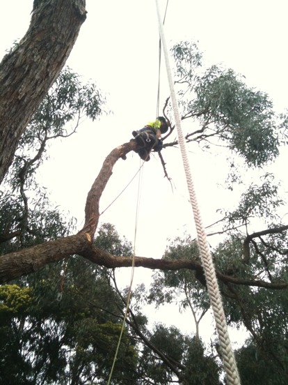Advanced tree climbing.