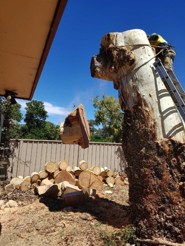 Cutting down a large trunk.