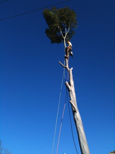 Cutting top out of tall tree.