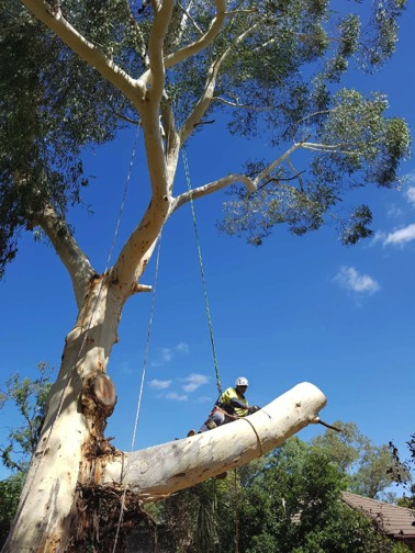 Taking a huge limb off a red gum.