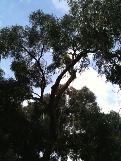 Cutting down a gumtree